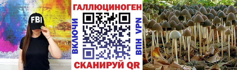 Псилоцибиновые грибы Psilocybine cubensis  Осташков 